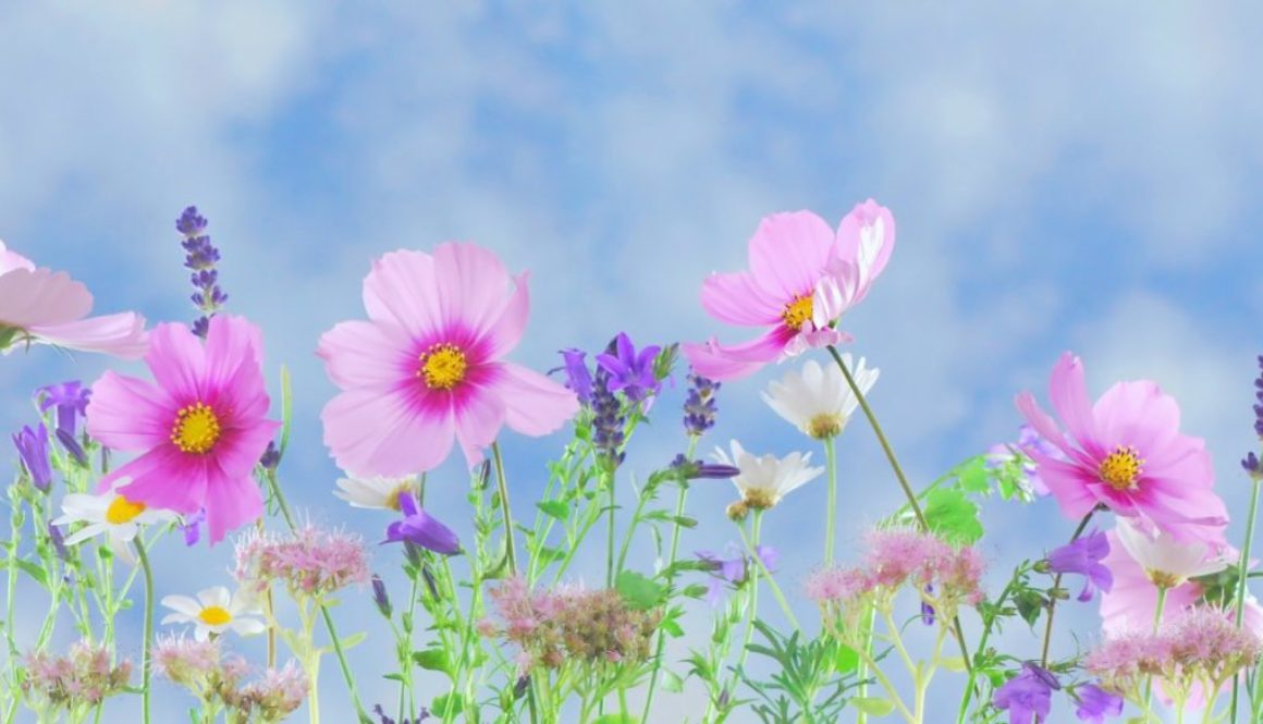 Planting flowers